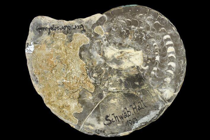 Triassic Ammonite (Ceratites) Fossil - Germany #113144